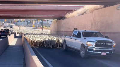 Utah sheep Ram hero