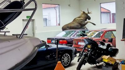 moose in bmw shop