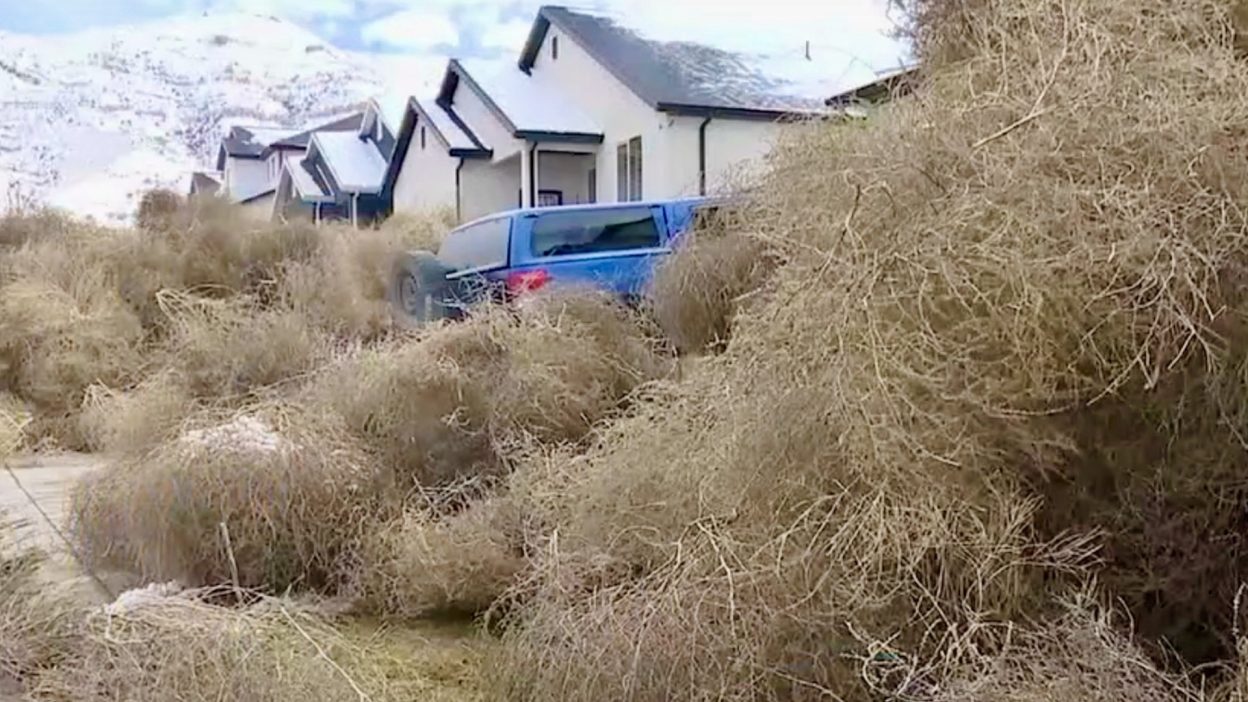 tumbleweeds 1.jpg 11 22 30 089